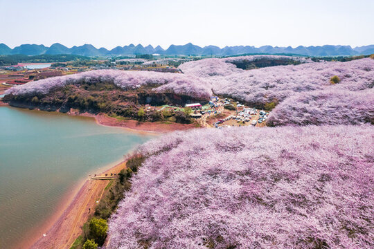貴州貴安萬畝櫻花