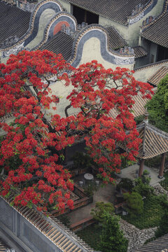 周氏大宗祠里的鳳凰花
