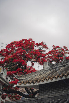 周氏大宗祠里的鳳凰花