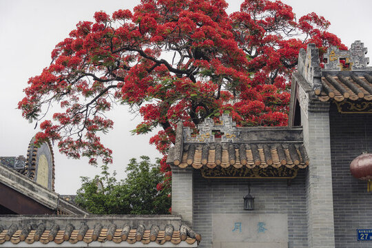 周氏大宗祠里的鳳凰花