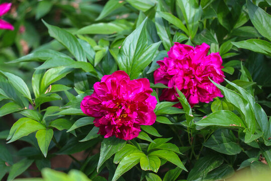 平沙花雁牡丹