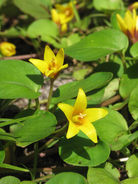 過(guò)路黃的開(kāi)花期