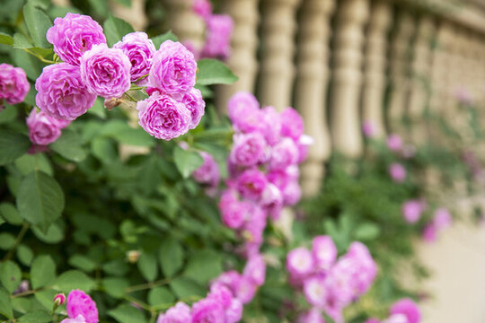 盛開的薔薇花