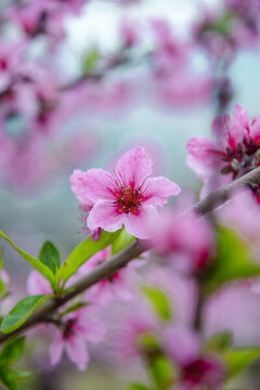 桃花