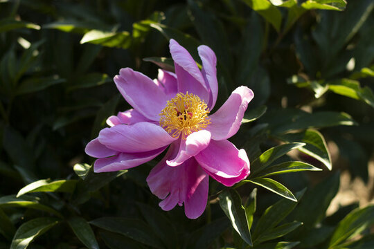 芍藥