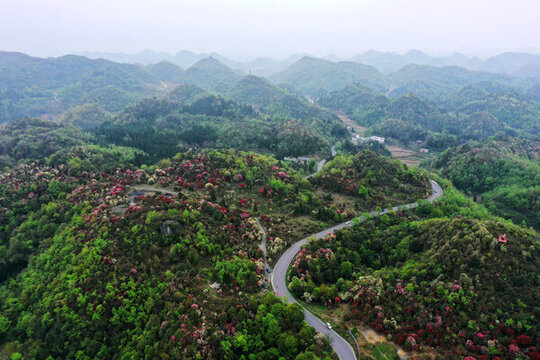 百里杜鵑風(fēng)光