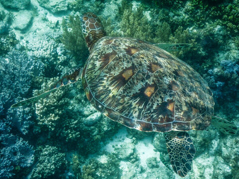 菲律賓薄荷島巴里卡薩島海龜