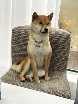 柴犬