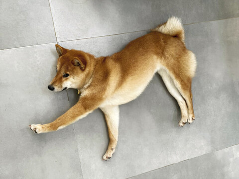 柴犬