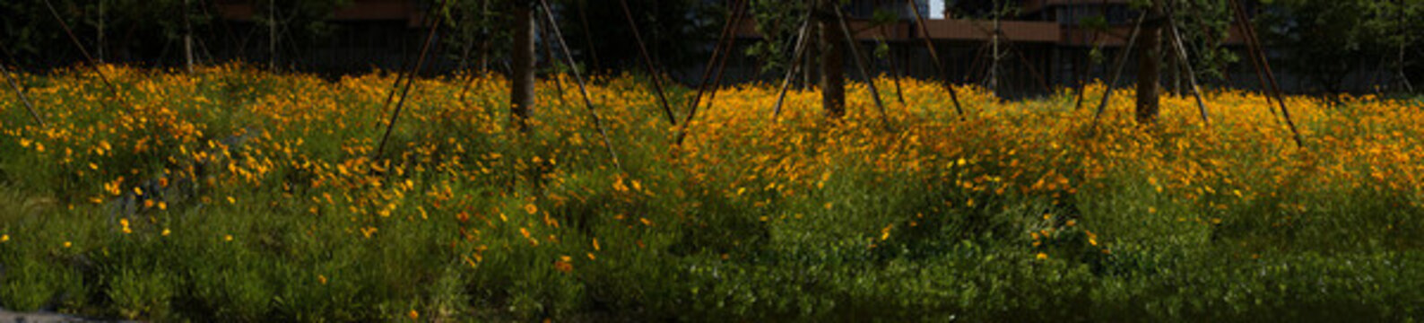 黃花景觀