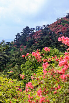 麻城龜峰山杜鵑花海