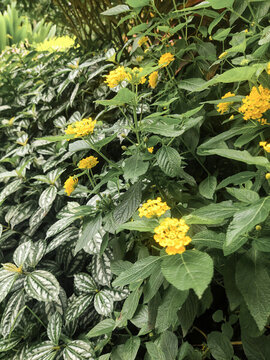 黃花
