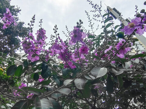 紫荊花