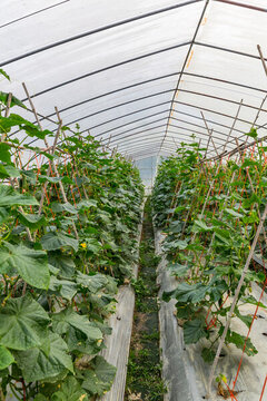 塑料大棚種植黃瓜