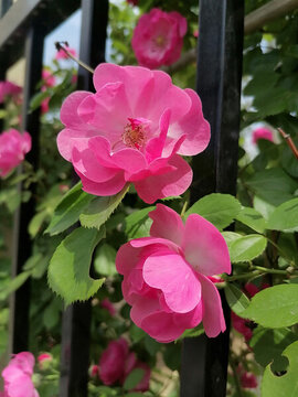薔薇花