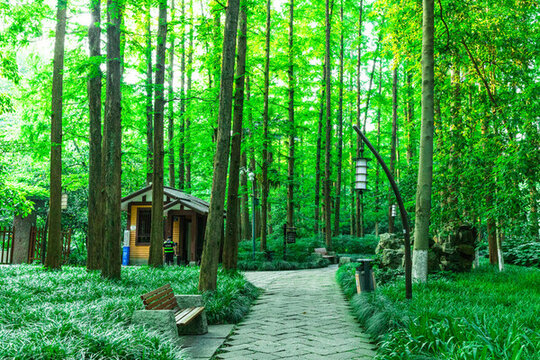 陽(yáng)光森林小路全景
