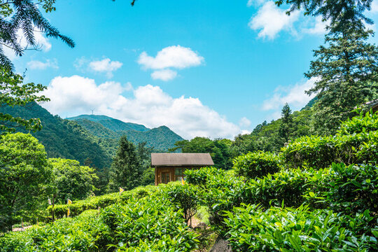 藍(lán)天白云下的茶葉基地生態(tài)茶園