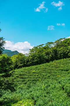 高山茶園綠色山林