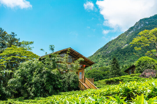 藍天白云下的茶園木屋仙姑嶺