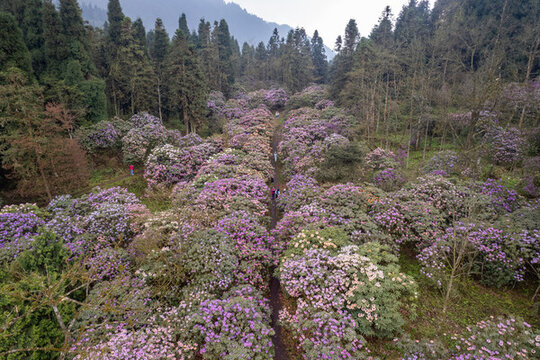 都江堰龍池高山杜鵑花海