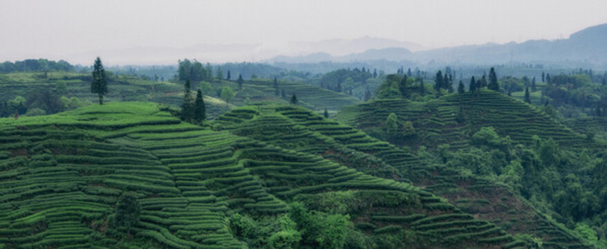 雅安名山茶園風(fēng)光