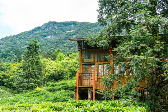 茶樓茶園