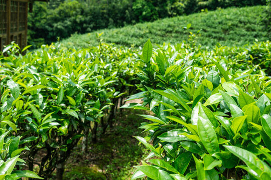 茶葉特寫