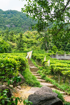高山茶園