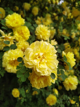黃色薔薇