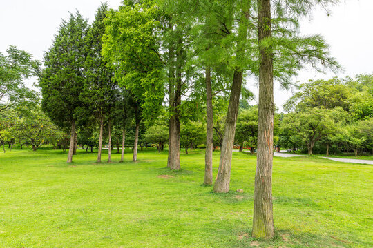 公園綠化景觀