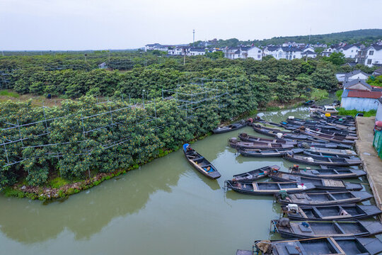 蘇州東山枇杷林與小船
