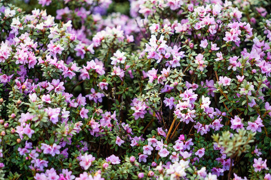 高山杜鵑索瑪花