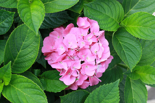繡球花