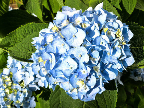 八仙花