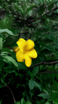 黃蟬花