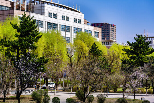 杏花盛開的長(zhǎng)春吉林大學(xué)前衛(wèi)校區(qū)