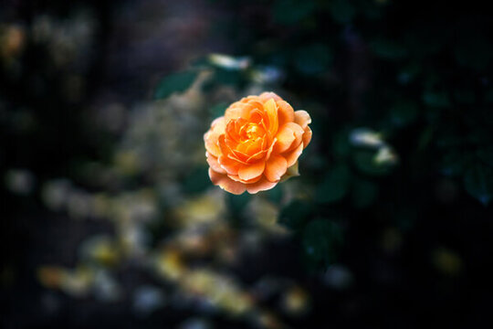 月季花