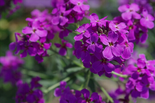 歐亞蘭香芥