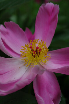 芍藥花