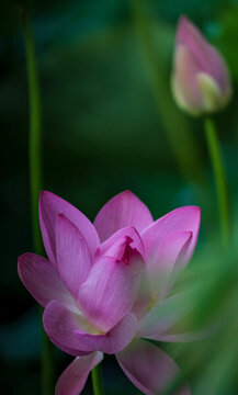 菡萏殘影荷花池塘