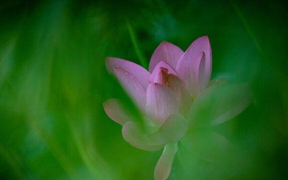 菡萏殘影
