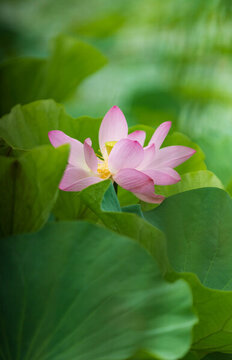菡萏殘影