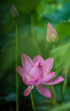 菡萏荷花