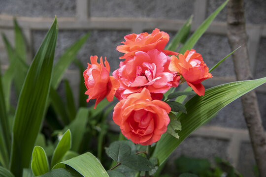 月季花