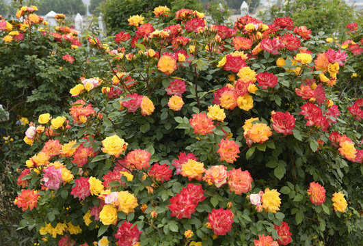 多色月季花