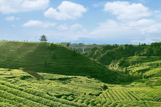 茶山風景