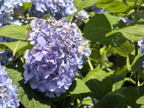 盛開(kāi)的彩色繡球花
