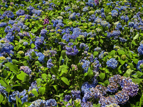 繡球花花海