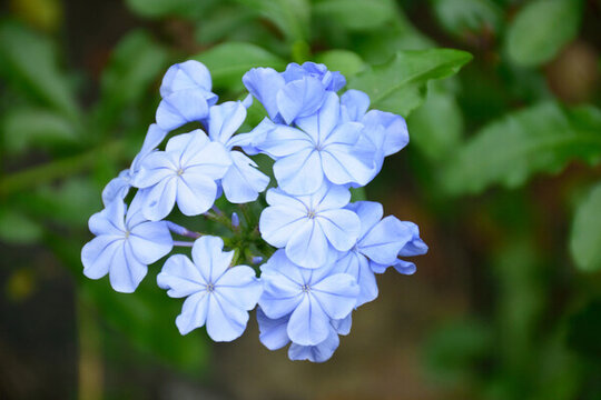 藍(lán)花丹植物花卉藍(lán)色的花