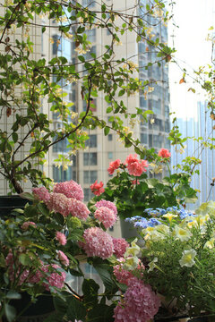 陽臺養(yǎng)花一角